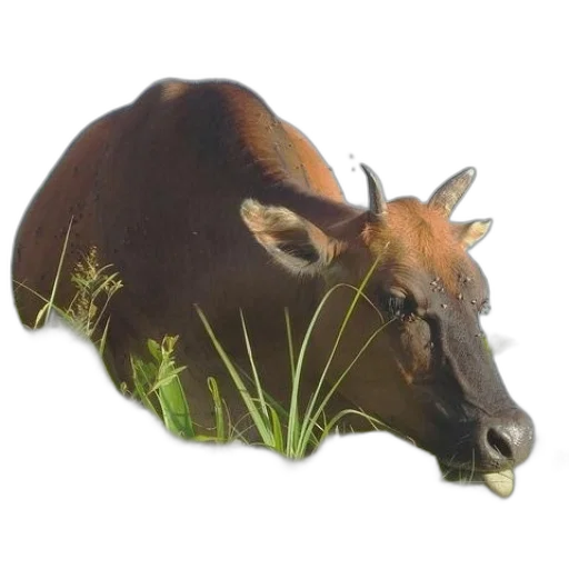 animal, creature, food, hat transparent PNG cut-out