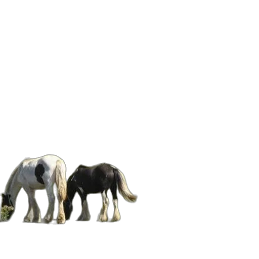 animal, creature, 3d render, concept art transparent PNG cut-out