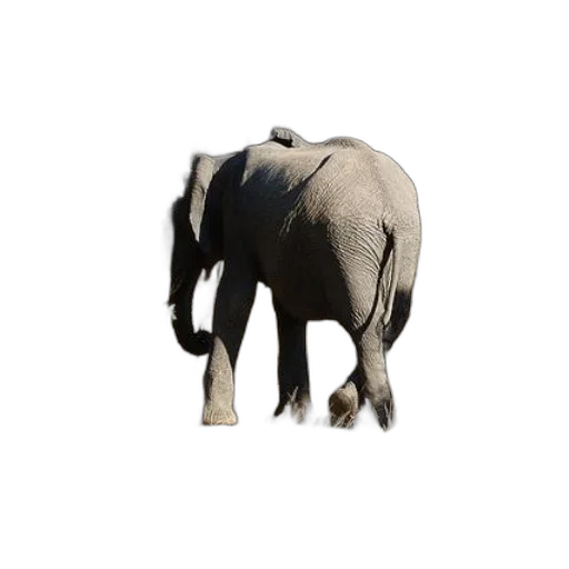 animal, creature, hat, weapon transparent PNG cut-out