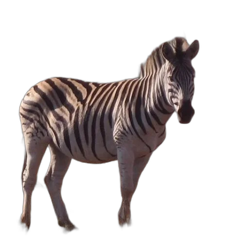 animal, creature, dragon, staff transparent PNG cut-out