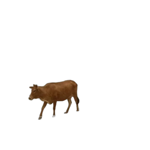 animal, creature, food, furniture transparent PNG cut-out