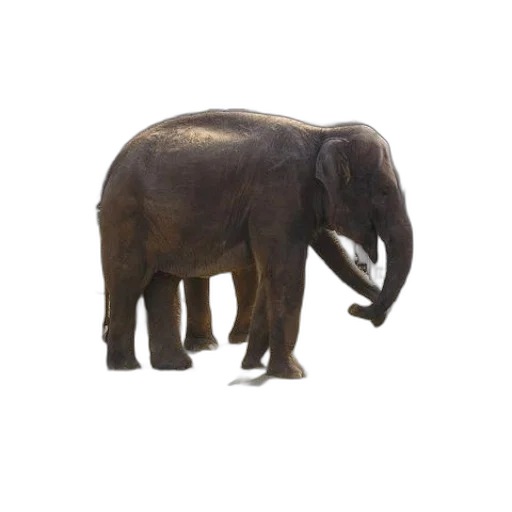 animal, creature, staff, weapon transparent PNG cut-out