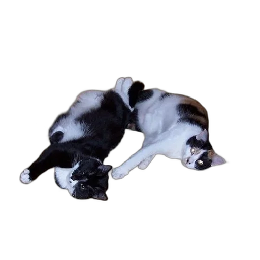 animal, creature, staff, shoes transparent PNG cut-out