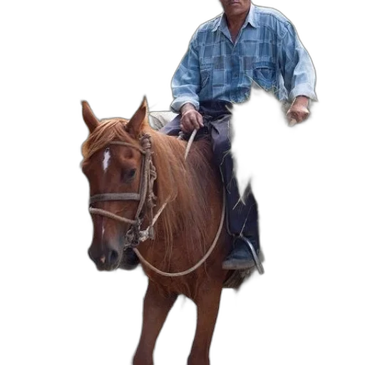 animal, jacket, staff, weapon transparent PNG cut-out