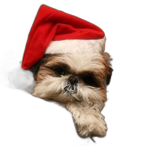 animal, hat, staff, creature transparent PNG cut-out