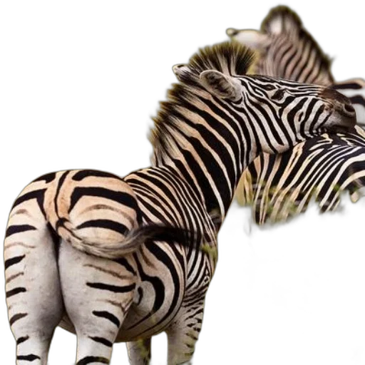 animal, creature, staff, jewelry transparent PNG cut-out