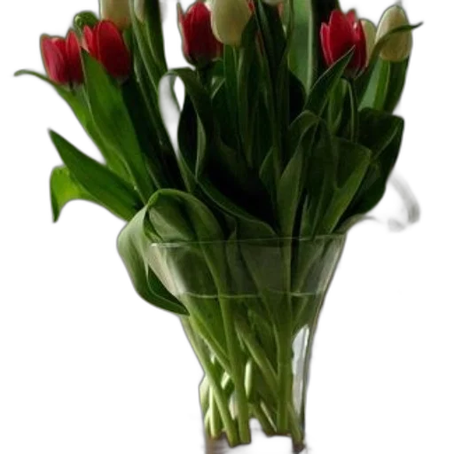 flower, crown, 3d render, photorealistic transparent PNG cut-out