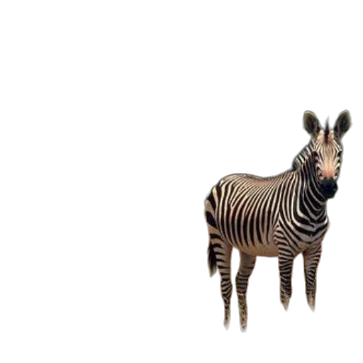 animal, creature, weapon, furniture transparent PNG cut-out