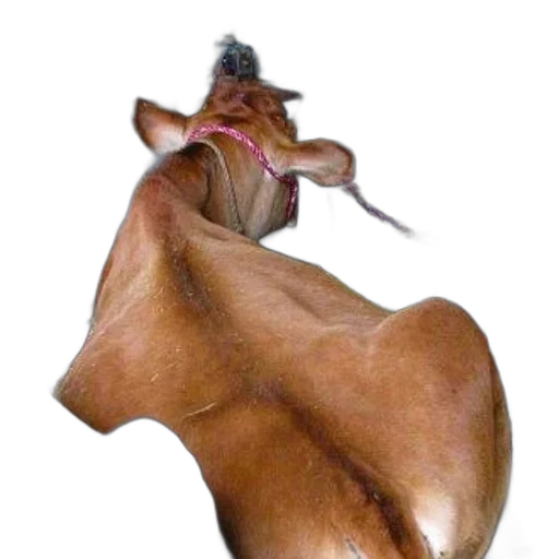 animal, mask, creature, staff transparent PNG cut-out