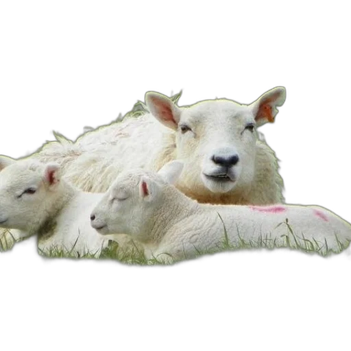 animal, food, creature, weapon transparent PNG cut-out