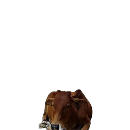 animal, creature, robot, hat transparent PNG cut-out