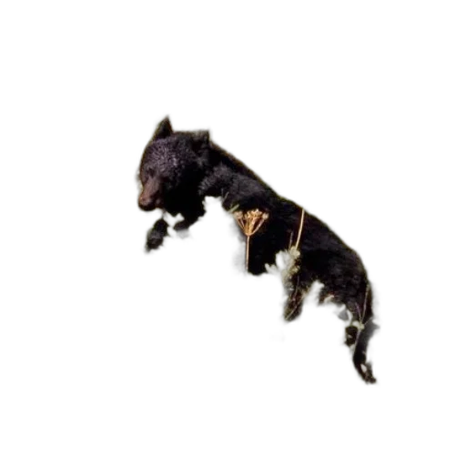 animal, dragon, creature, staff transparent PNG cut-out