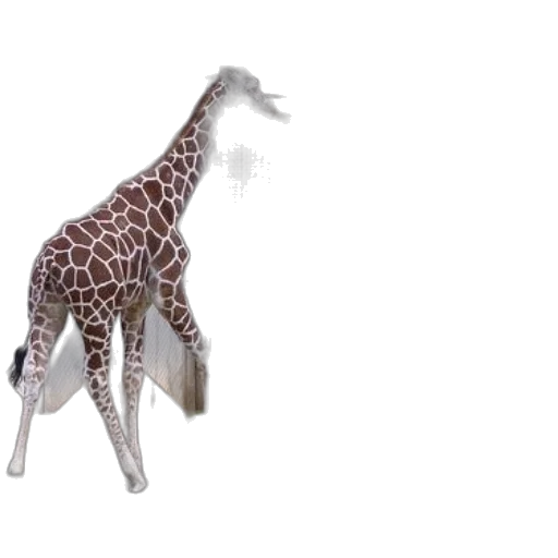 animal, creature, staff, hat transparent PNG cut-out