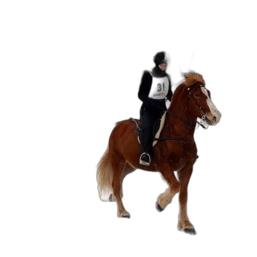 animal, jacket, staff, concept art transparent PNG cut-out