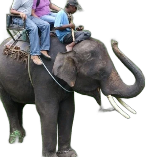 animal, concept art, photorealistic, person transparent PNG cut-out