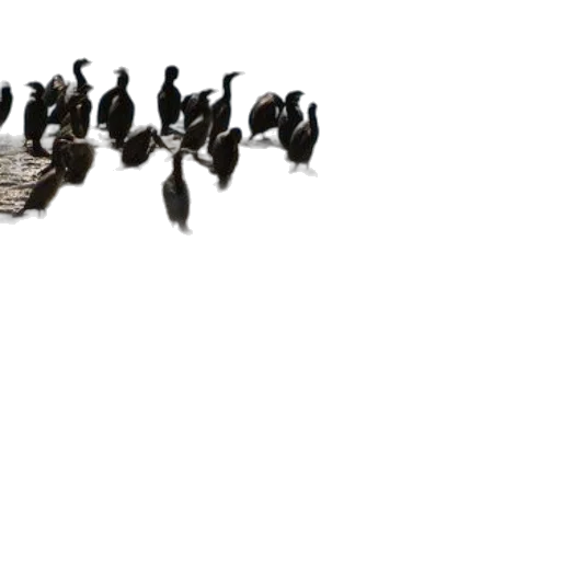 shoes, crown, animal, jewelry transparent PNG cut-out