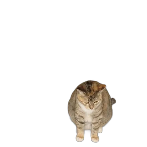 animal, hat, creature, staff transparent PNG cut-out