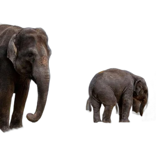 animal, 3d render, concept art, photorealistic transparent PNG cut-out