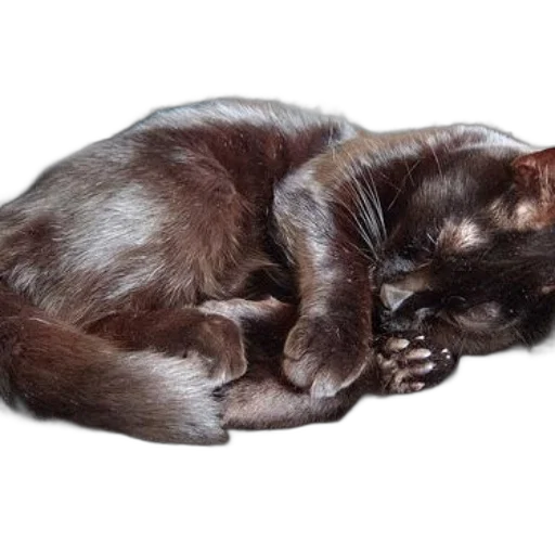 animal, creature, staff, hair transparent PNG cut-out
