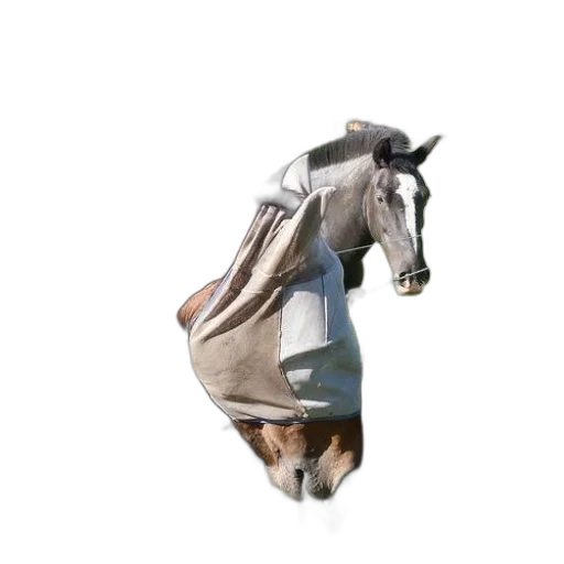 animal, hat, creature, jacket transparent PNG cut-out