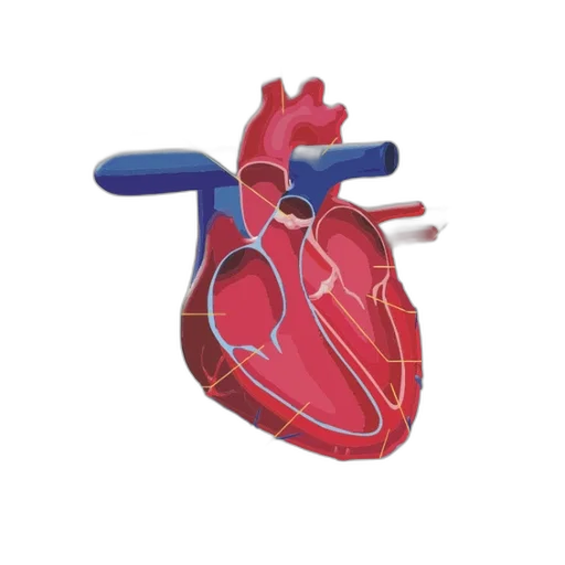 3d render, anatomical, diagram, human transparent PNG cut-out