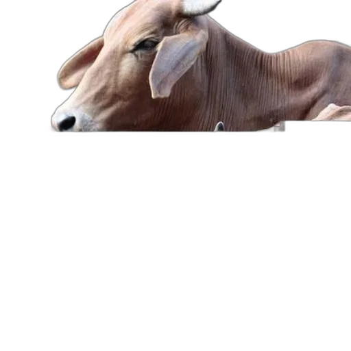 animal, creature, weapon, hat transparent PNG cut-out
