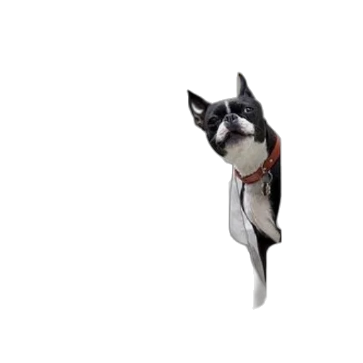 animal, staff, creature, face transparent PNG cut-out