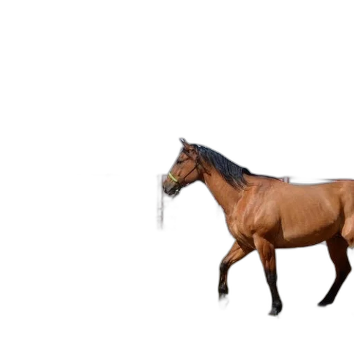 animal, creature, staff, weapon transparent PNG cut-out
