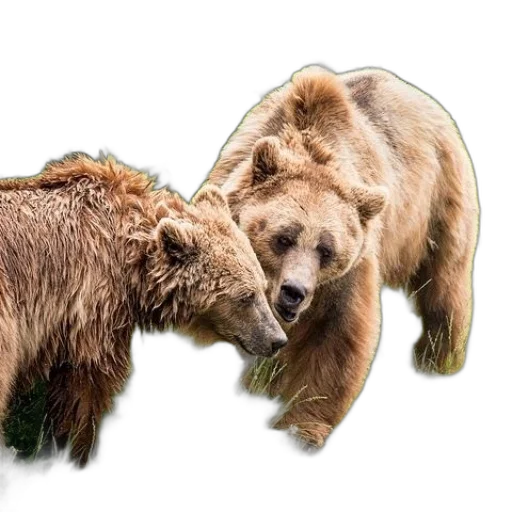 animal, photorealistic, concept art, two transparent PNG cut-out