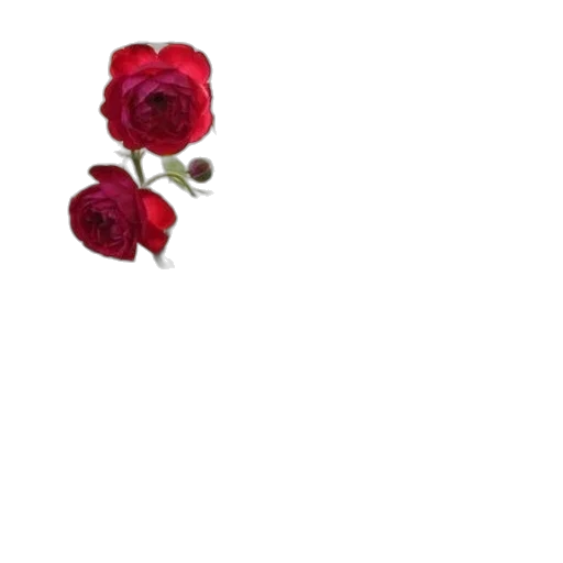 flower, jewelry, crown, staff transparent PNG cut-out
