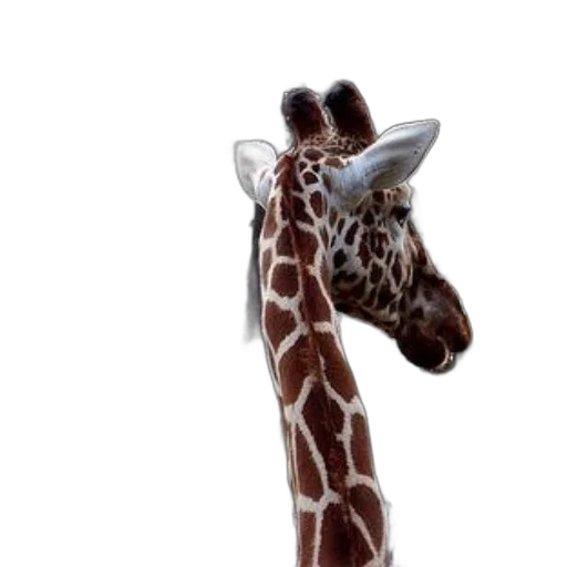 animal, staff, creature, hat transparent PNG cut-out