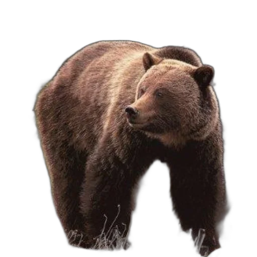 animal, creature, staff, face transparent PNG cut-out