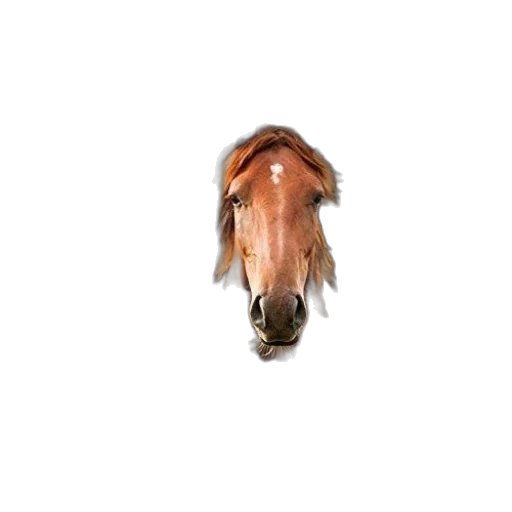 animal, creature, hair, dragon transparent PNG cut-out