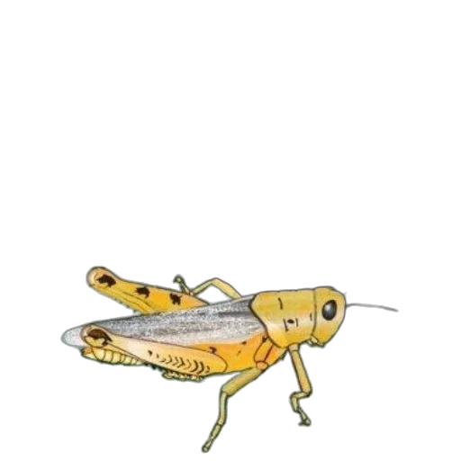 animal, dragon, creature, hat transparent PNG cut-out