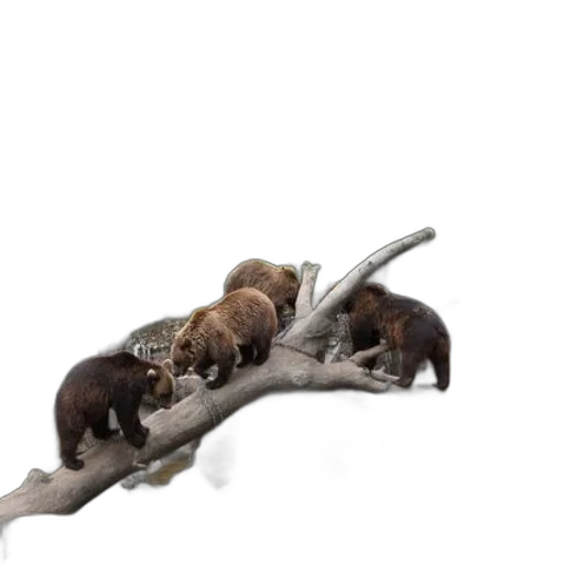 staff, animal, tree, weapon transparent PNG cut-out
