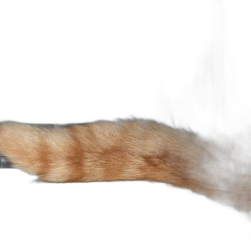 staff, animal, hair, creature transparent PNG cut-out