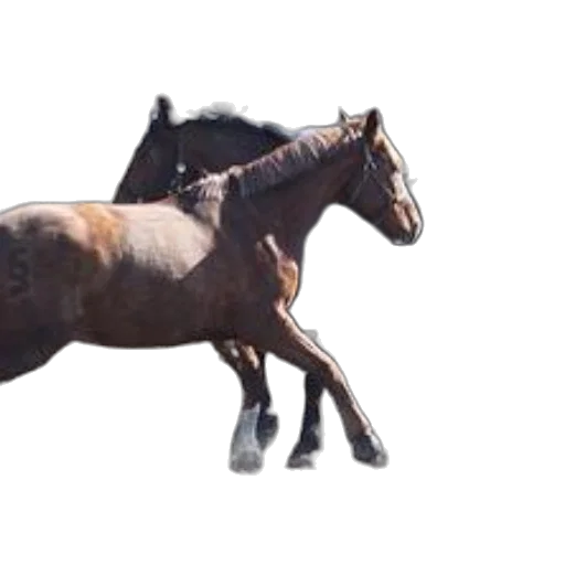 animal, creature, hair, staff transparent PNG cut-out
