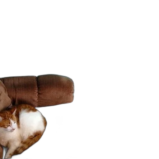 furniture, hat, staff, animal transparent PNG cut-out