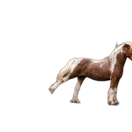 animal, creature, furniture, jewelry transparent PNG cut-out