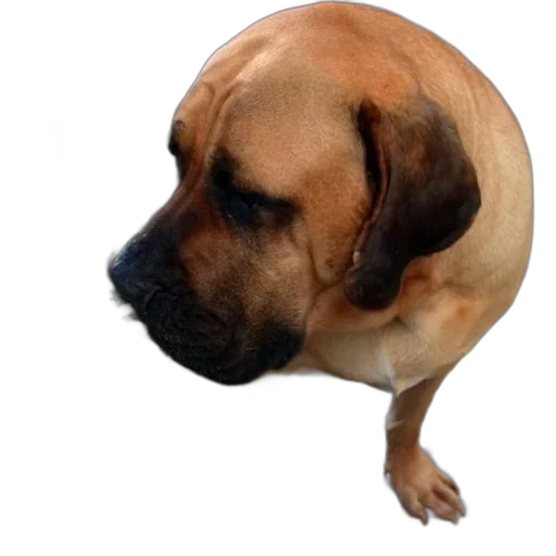 animal, staff, creature, face transparent PNG cut-out