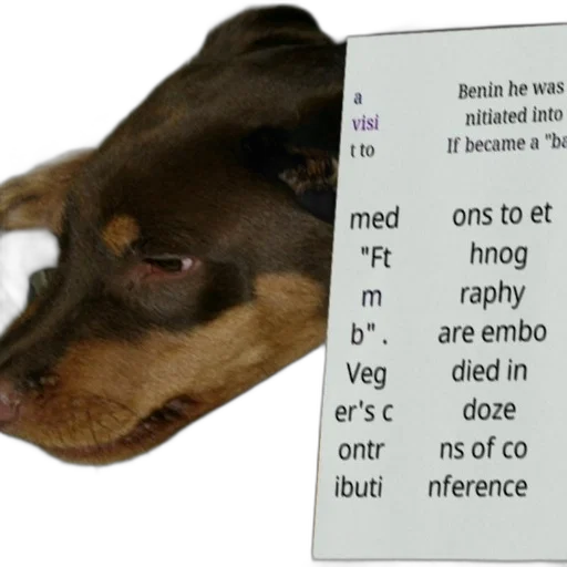 animal, face, dog, caption transparent PNG cut-out