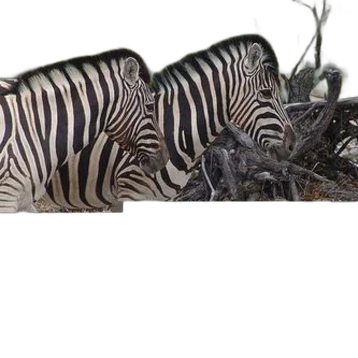animal, creature, shoes, furniture transparent PNG cut-out