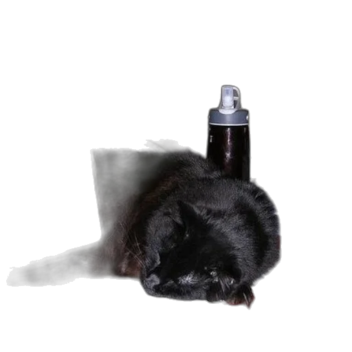 bottle, animal, hair, creature transparent PNG cut-out