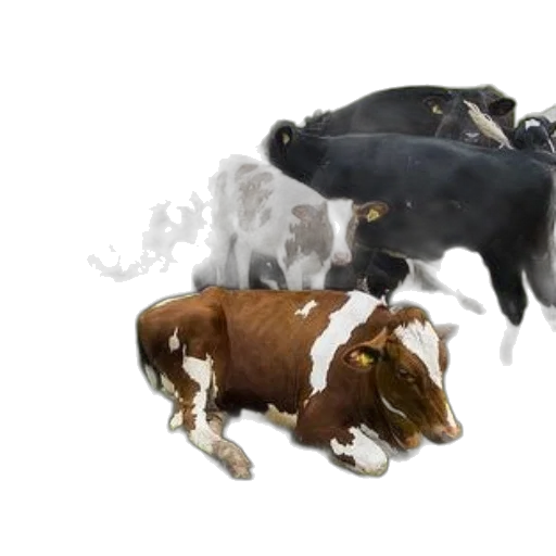 animal, concept art, photorealistic, 3d render transparent PNG cut-out