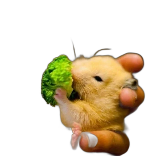 food, animal, creature, weapon transparent PNG cut-out