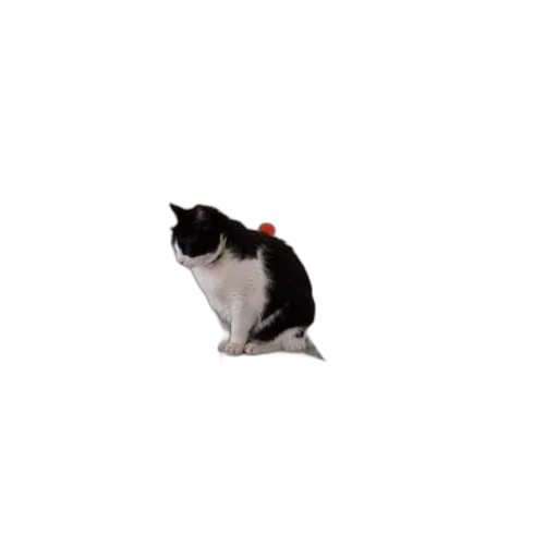 staff, animal, hat, creature transparent PNG cut-out