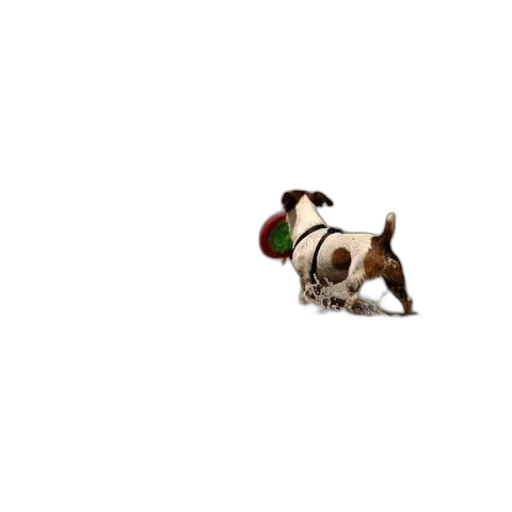 animal, staff, hat, creature transparent PNG cut-out