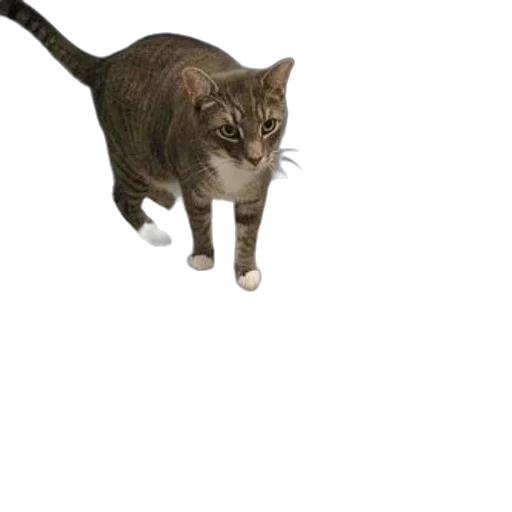 animal, creature, staff, weapon transparent PNG cut-out
