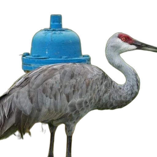 animal, hat, bottle, creature transparent PNG cut-out