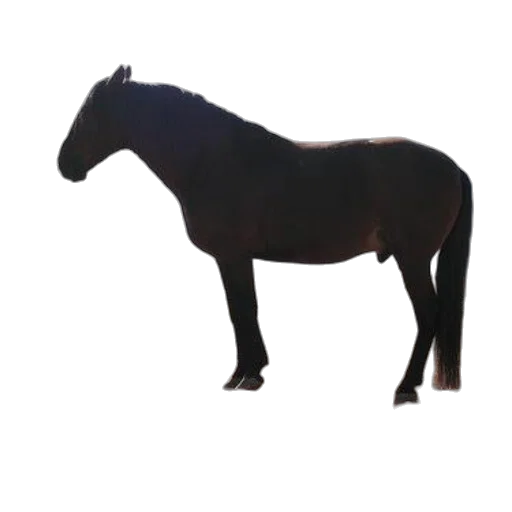 animal, creature, staff, dragon transparent PNG cut-out